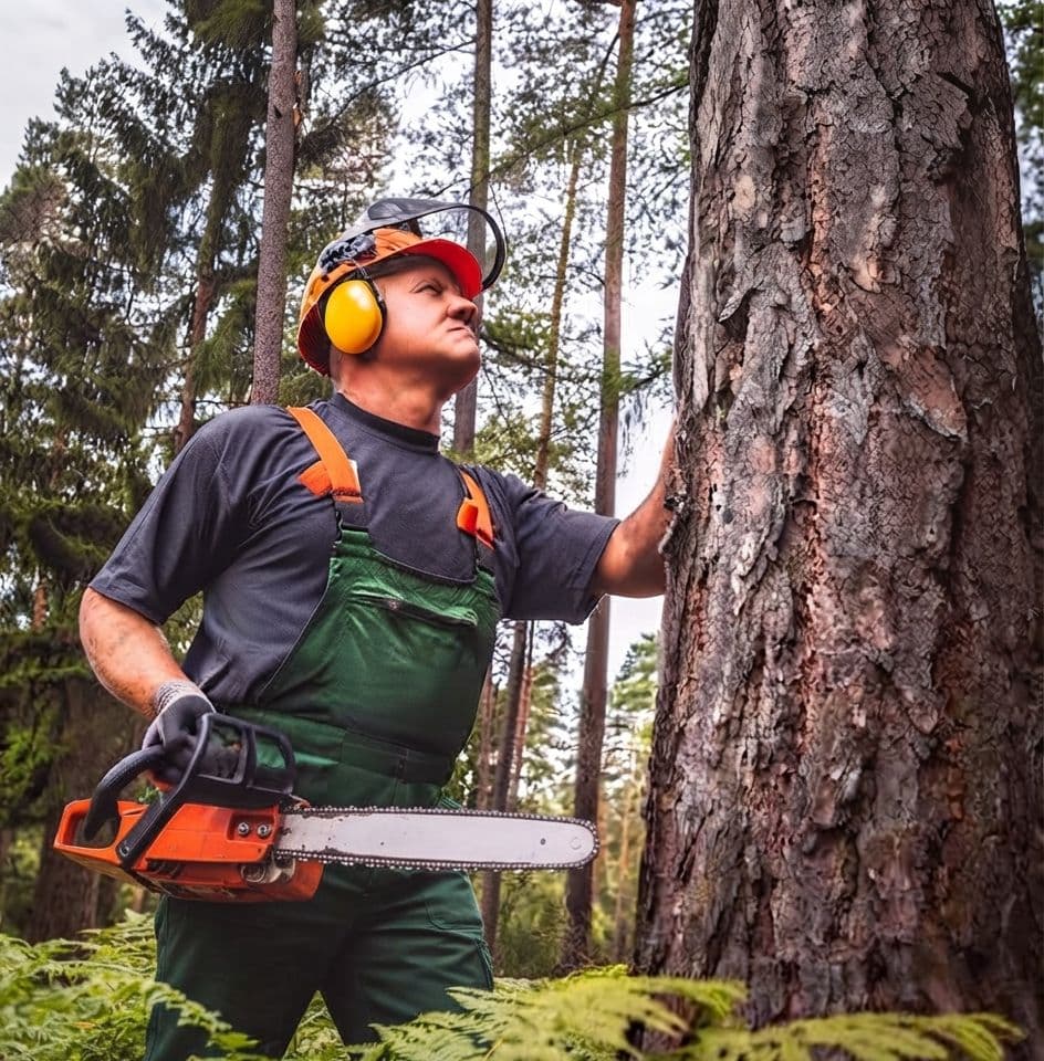 Everwood arborist inspecting a mature tree
