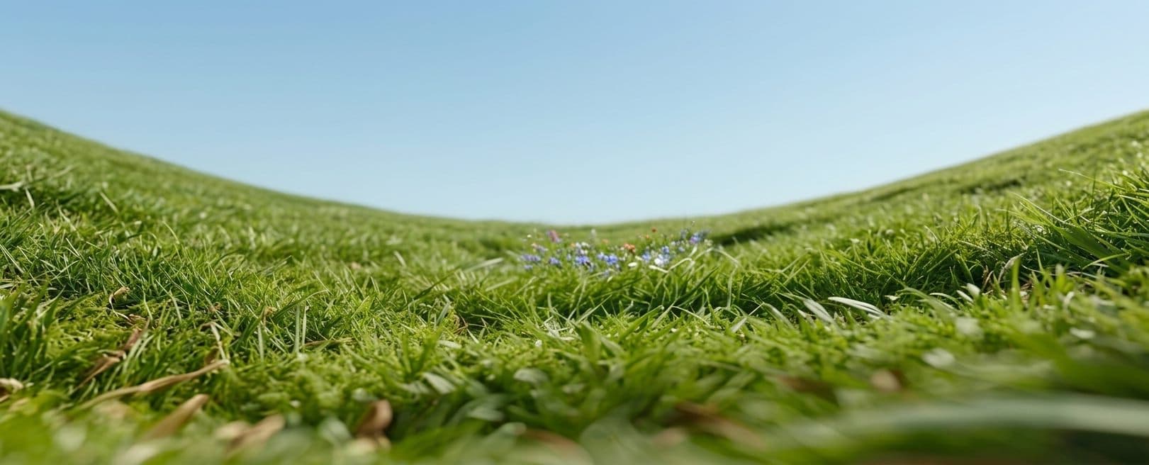 Close up of thick, healthy green lawn grass